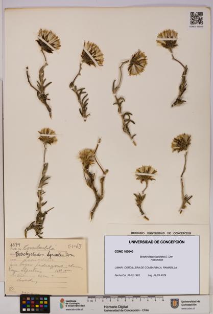 Brachyclados lycioides [Espécimen: ]