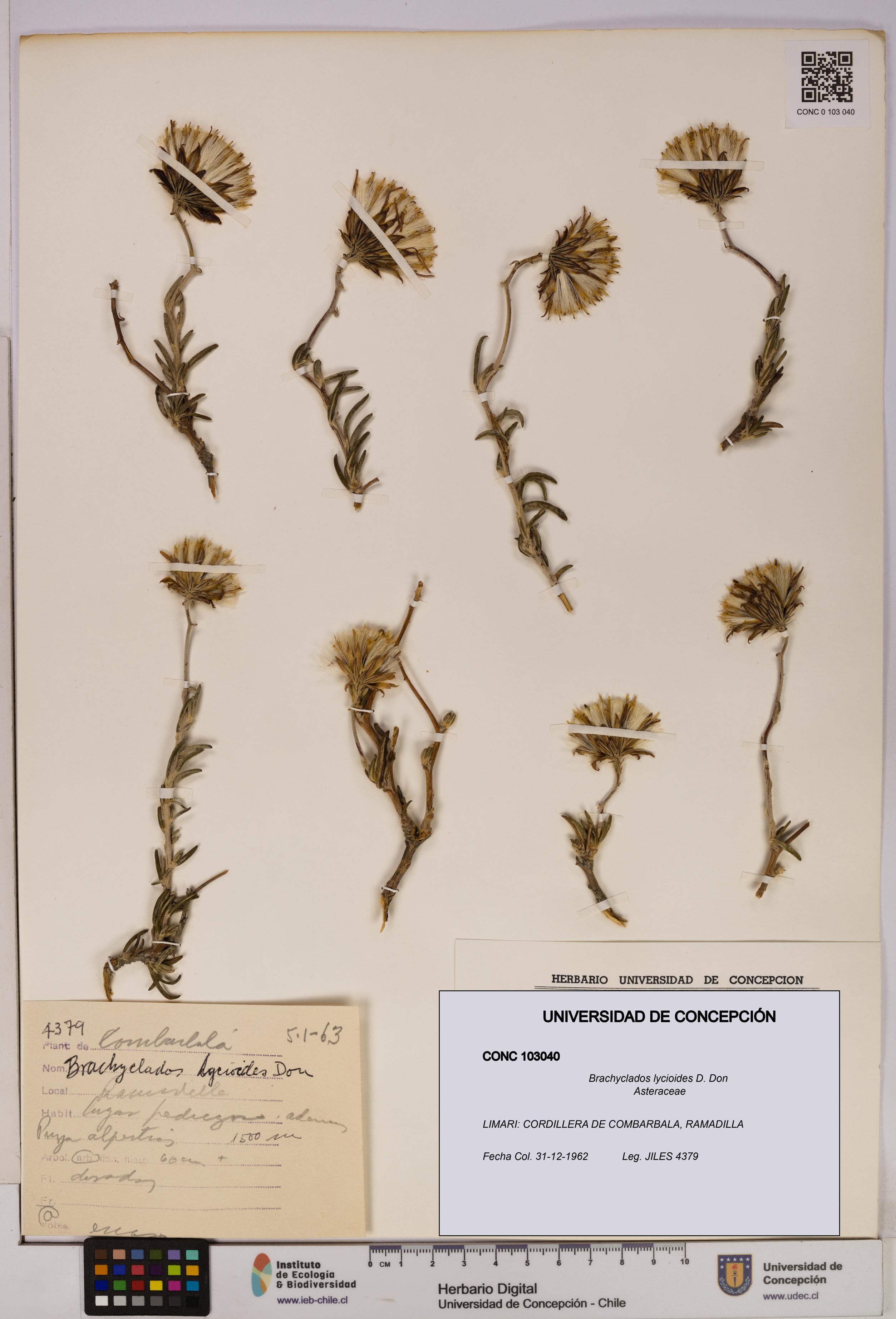 Brachyclados lycioides [Espécimen: ]