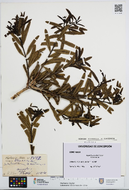 Skytanthus acutus [Espécimen: UDEC:CONC:0103051]