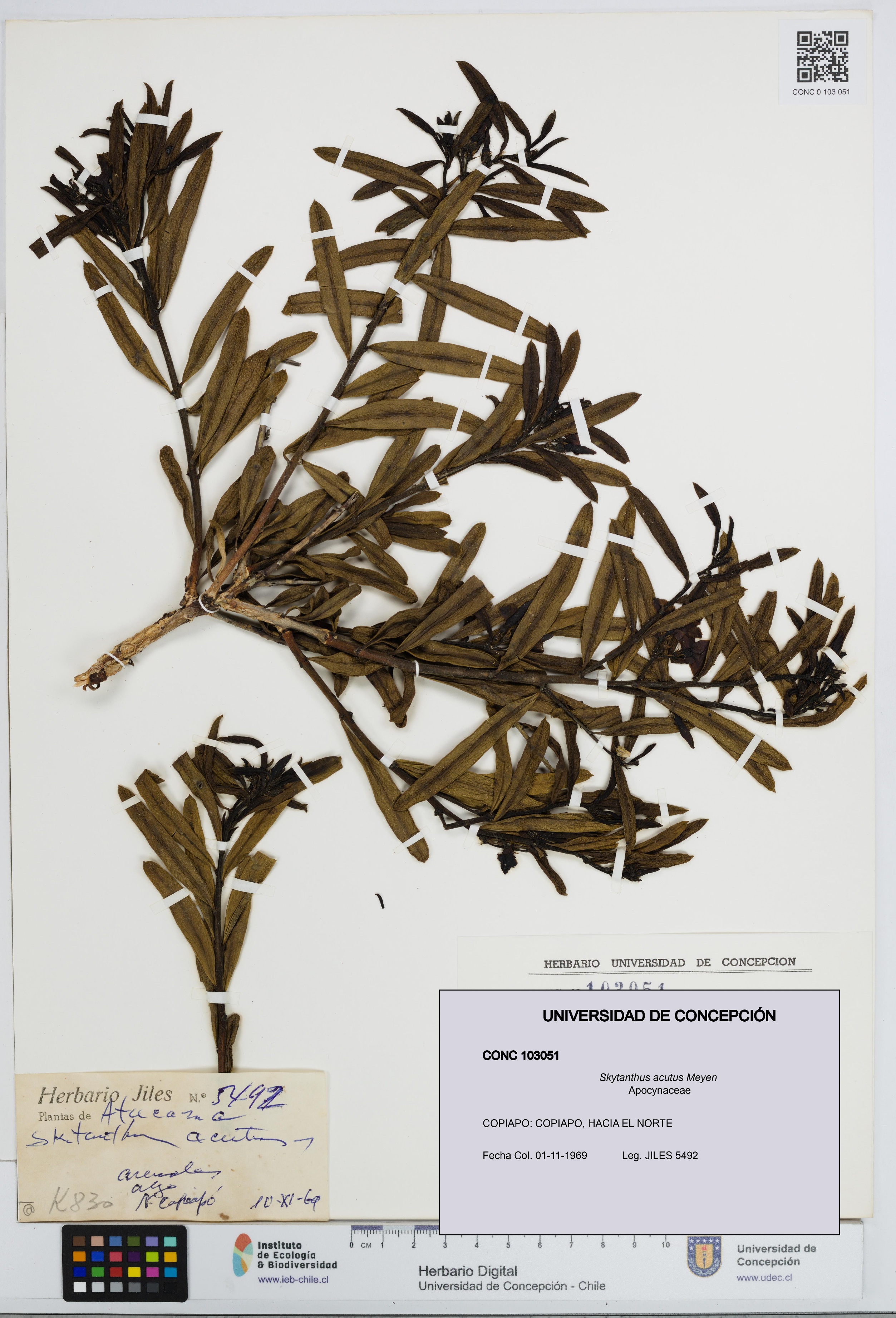 Skytanthus acutus [Espécimen: UDEC:CONC:0103051]