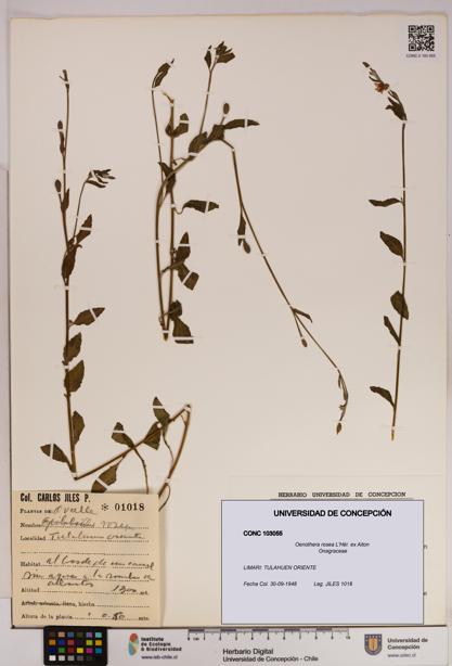 Oenothera rosea [Espécimen: UDEC:CONC:0103055]