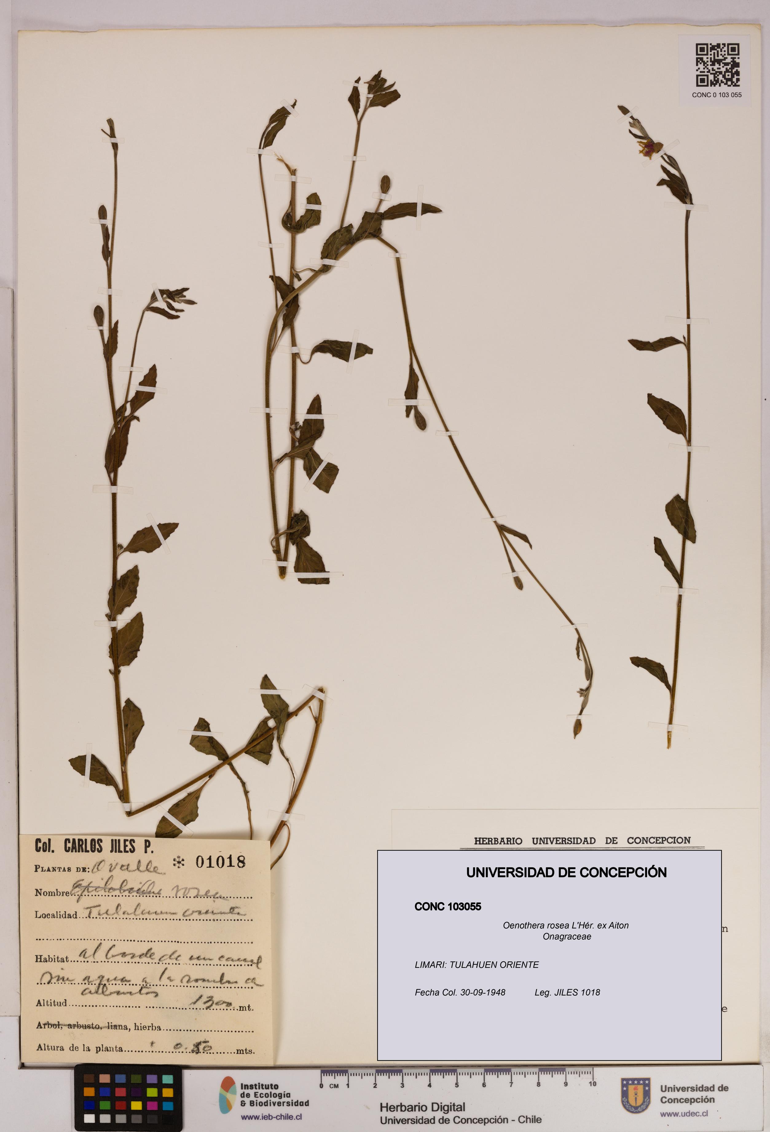 Oenothera rosea [Espécimen: UDEC:CONC:0103055]