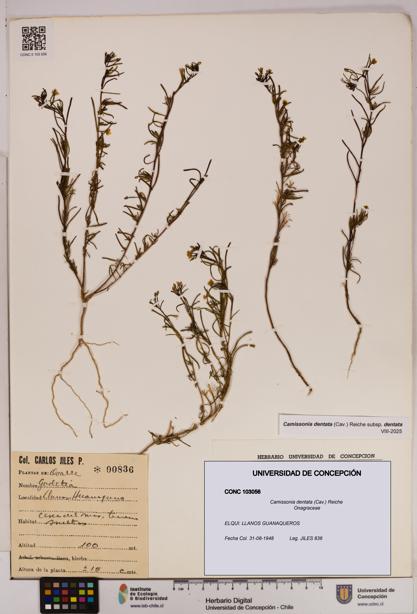 Camissonia dentata [Espécimen: UDEC:CONC:0103056]