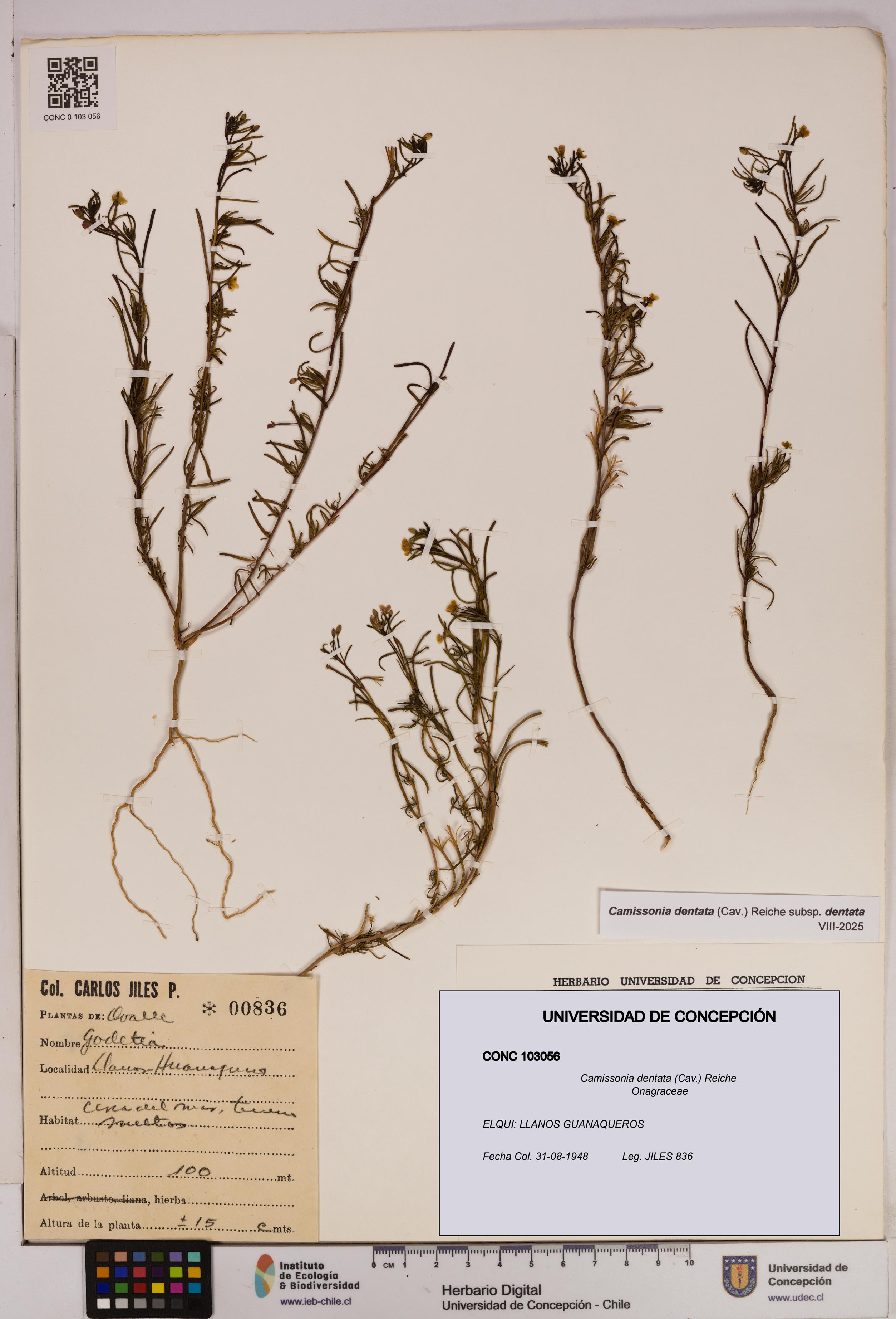 Camissonia dentata [Espécimen: UDEC:CONC:0103056]