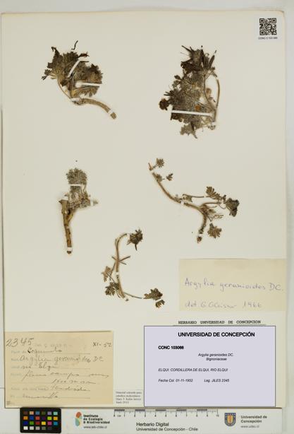 Argylia geranioides [Espécimen: UDEC:CONC:0103066]