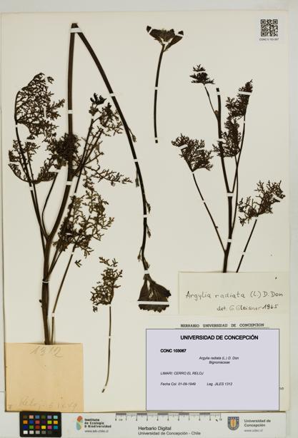 Argylia radiata [Espécimen: UDEC:CONC:0103067]