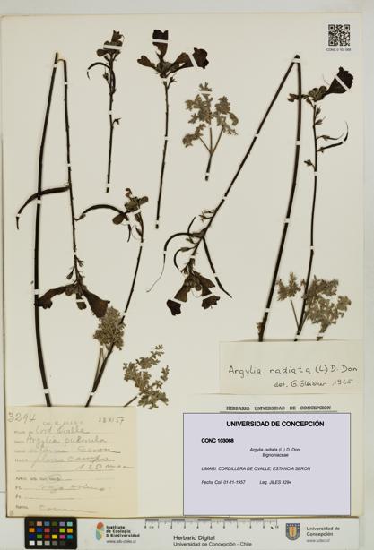 Argylia radiata [Espécimen: UDEC:CONC:0103068]