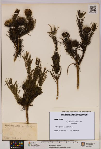 Gypothamnium pinifolium [Espécimen: UDEC:CONC:0103069]