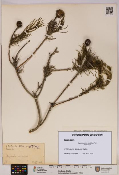 Gypothamnium pinifolium [Espécimen: UDEC:CONC:0103070]