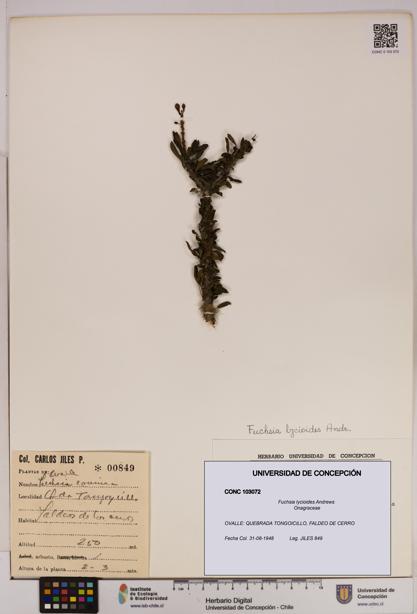 Fuchsia lycioides [Espécimen: UDEC:CONC:0103072]