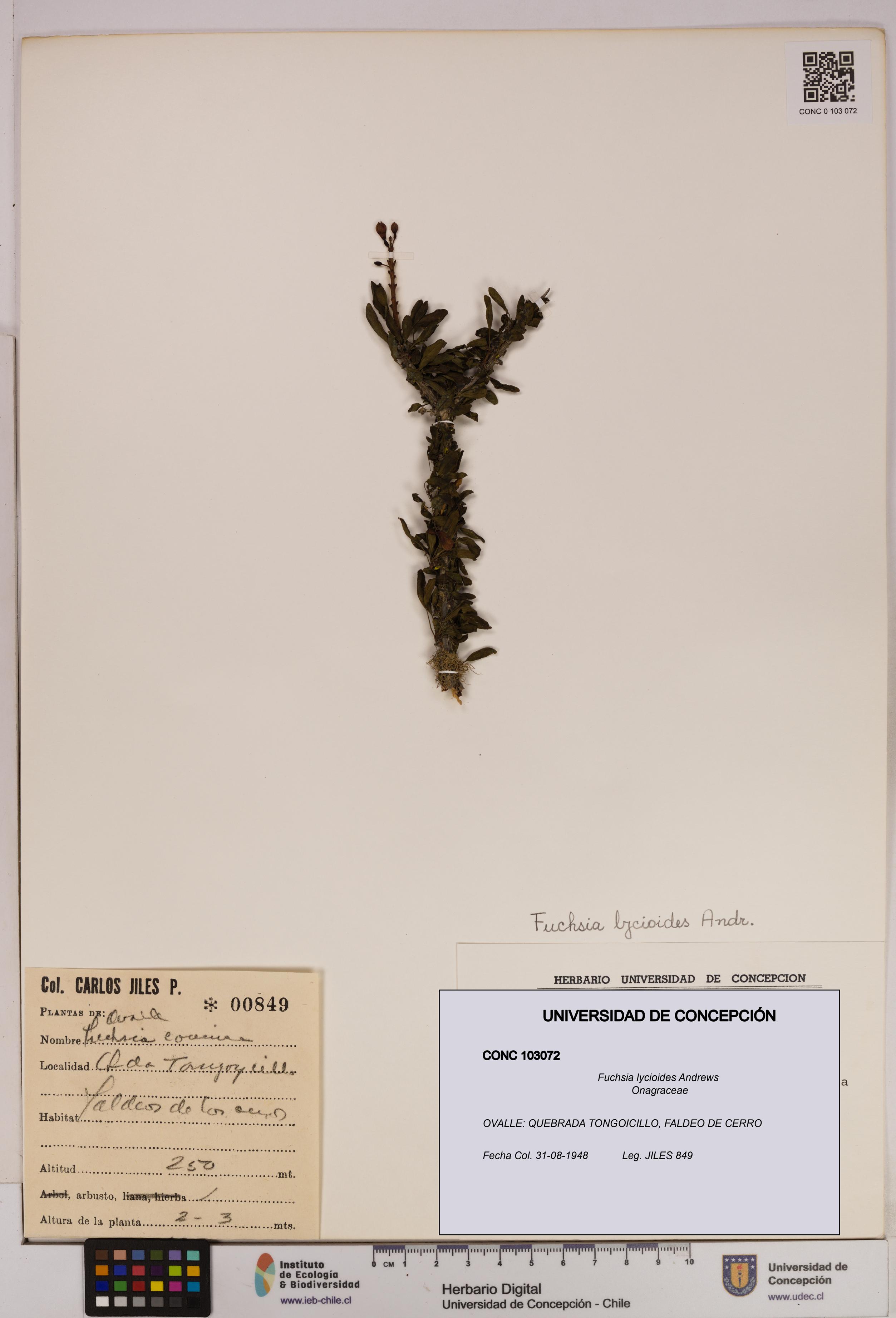 Fuchsia lycioides [Espécimen: UDEC:CONC:0103072]