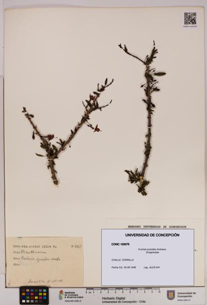 Fuchsia lycioides [Espécimen: UDEC:CONC:0103075]