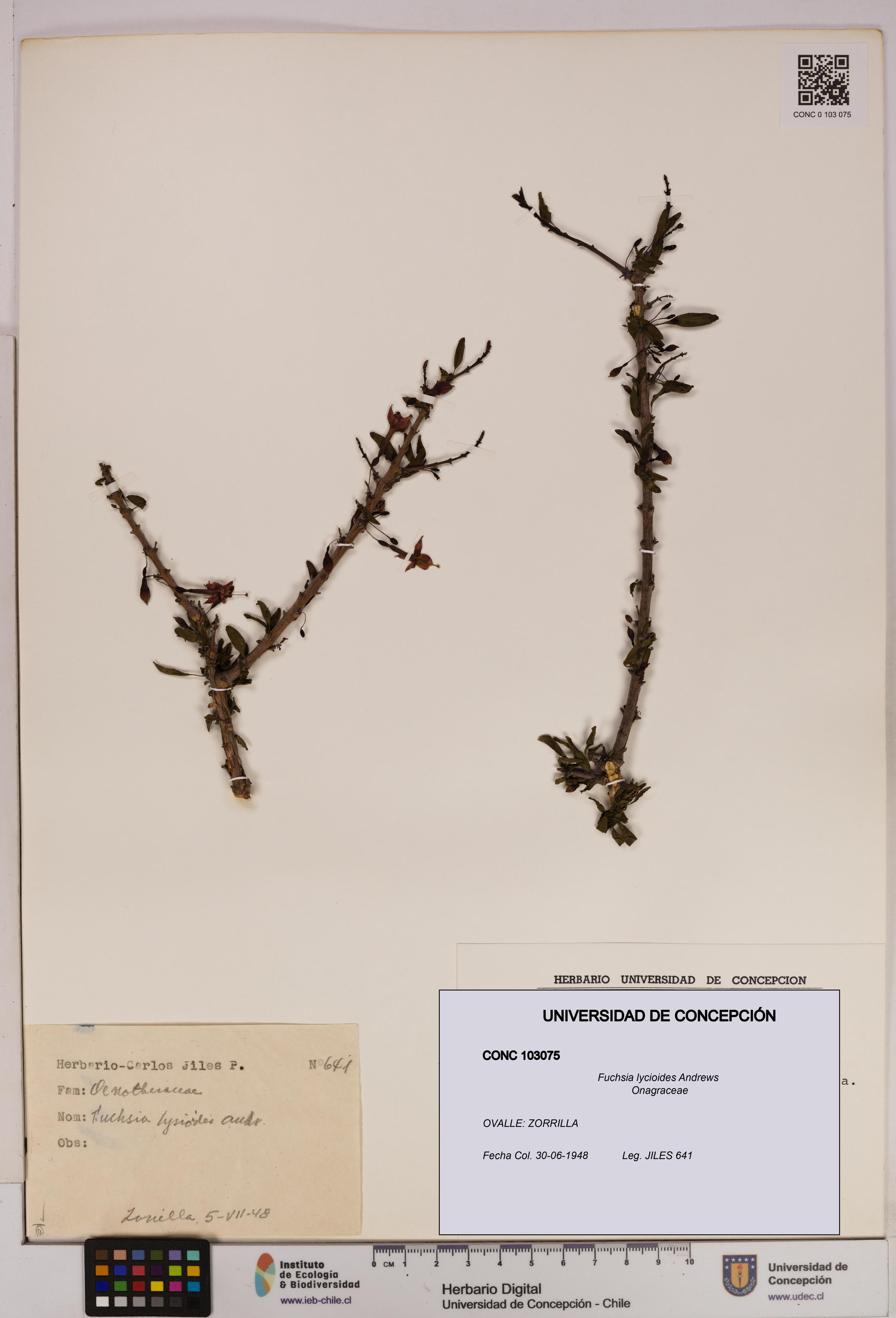 Fuchsia lycioides [Espécimen: UDEC:CONC:0103075]