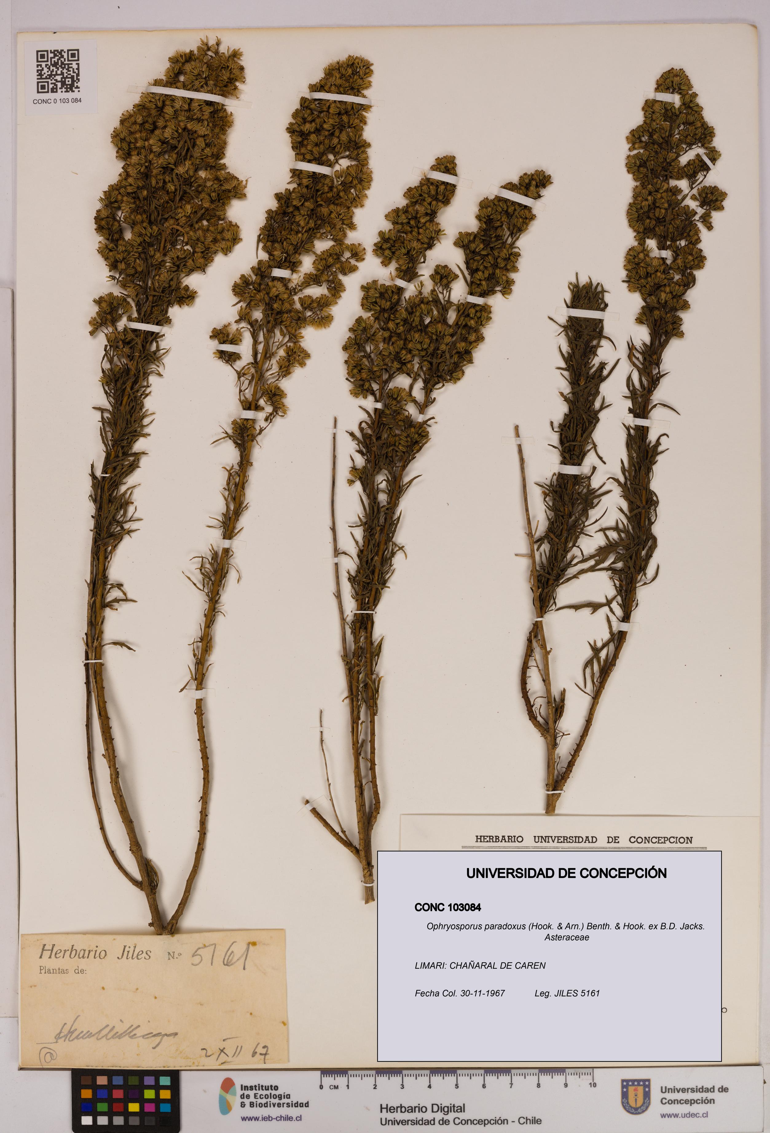 Ophryosporus paradoxus [Espécimen: UDEC:CONC:0103084]