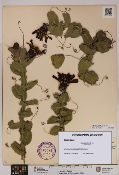 Mutisia latifolia [Espécimen: UDEC:CONC:0103085]