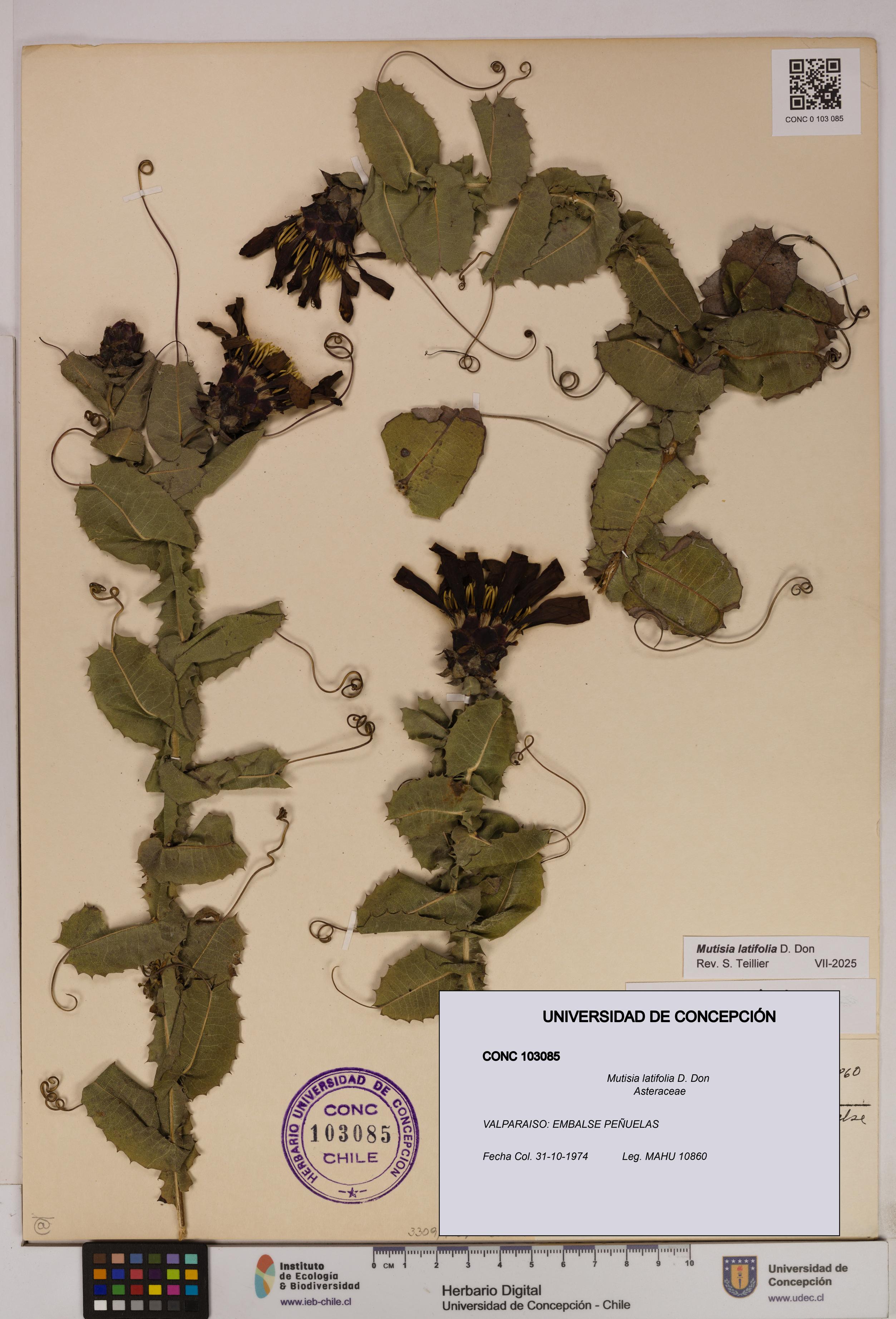 Mutisia latifolia [Espécimen: UDEC:CONC:0103085]