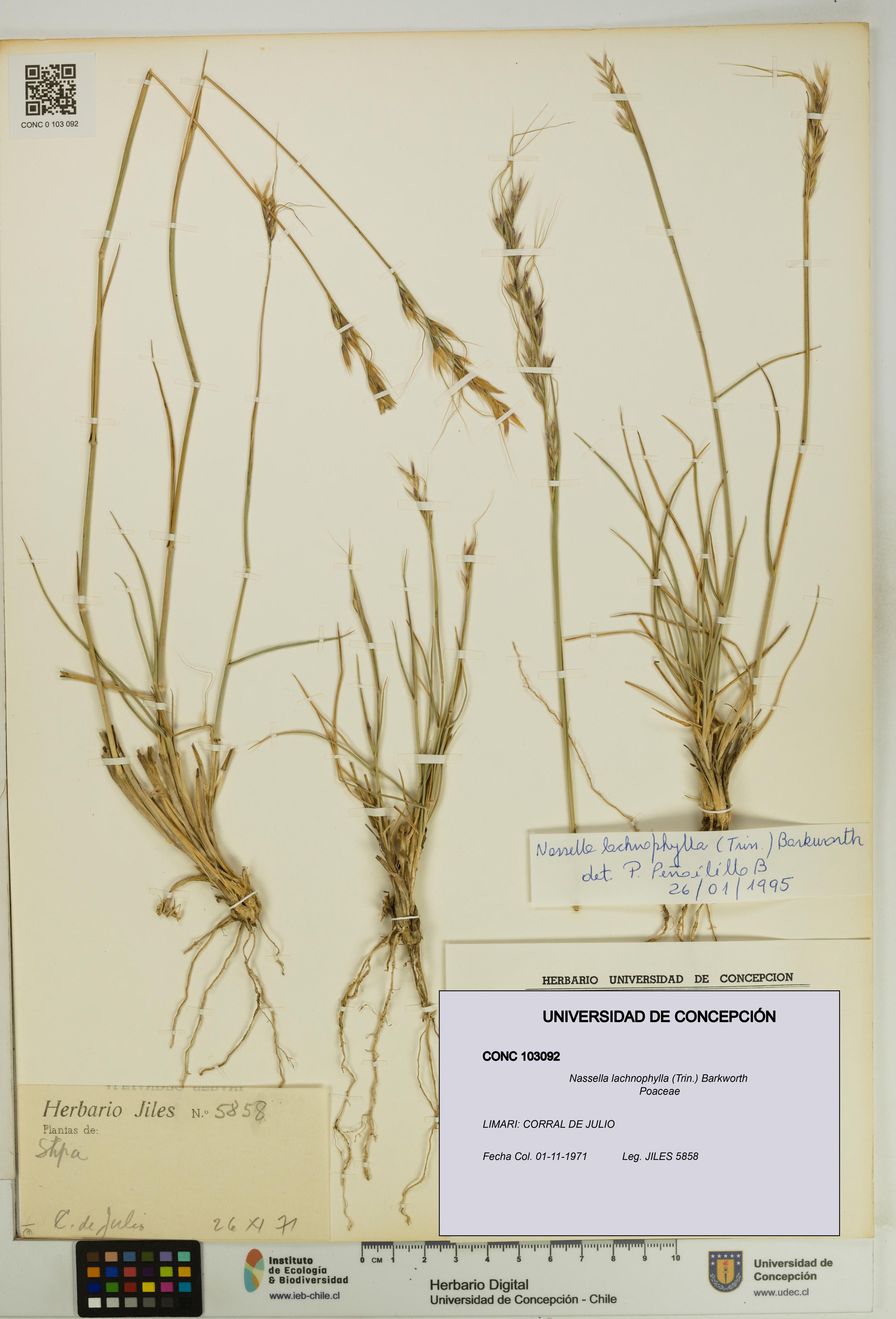 Nassella lachnophylla [Espécimen: UDEC:CONC:0103092]
