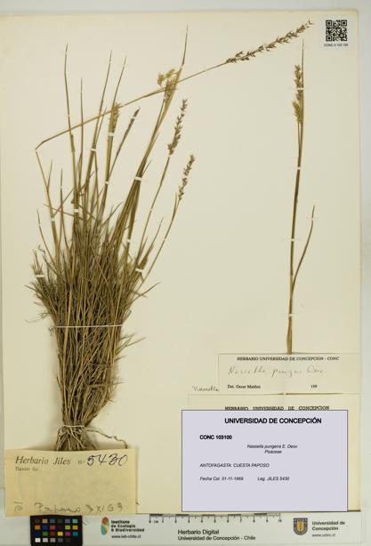 Nassella pungens [Espécimen: UDEC:CONC:0103100]