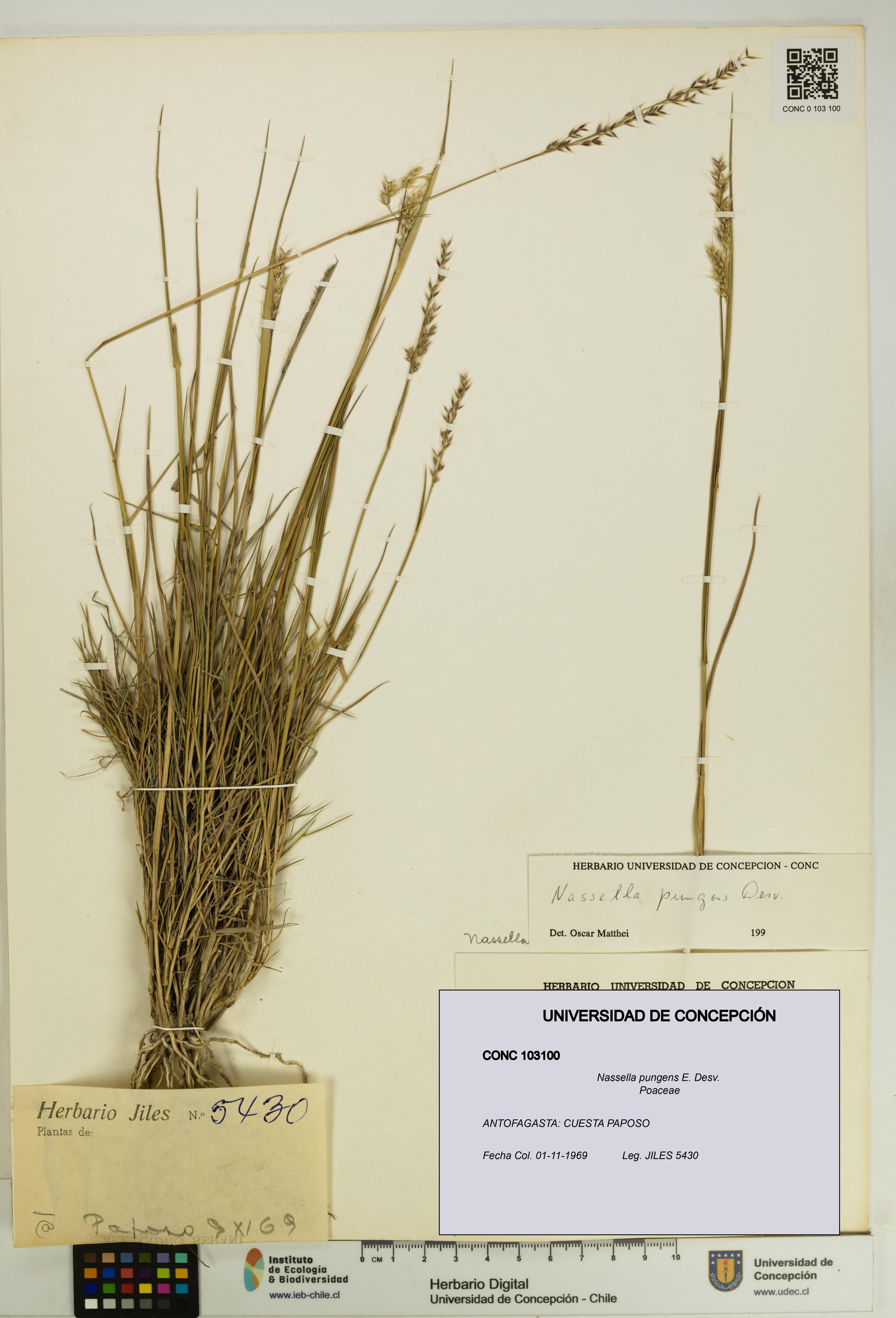 Nassella pungens [Espécimen: UDEC:CONC:0103100]