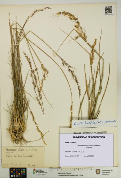 Nassella hirtifolia [Espécimen: UDEC:CONC:0103106]