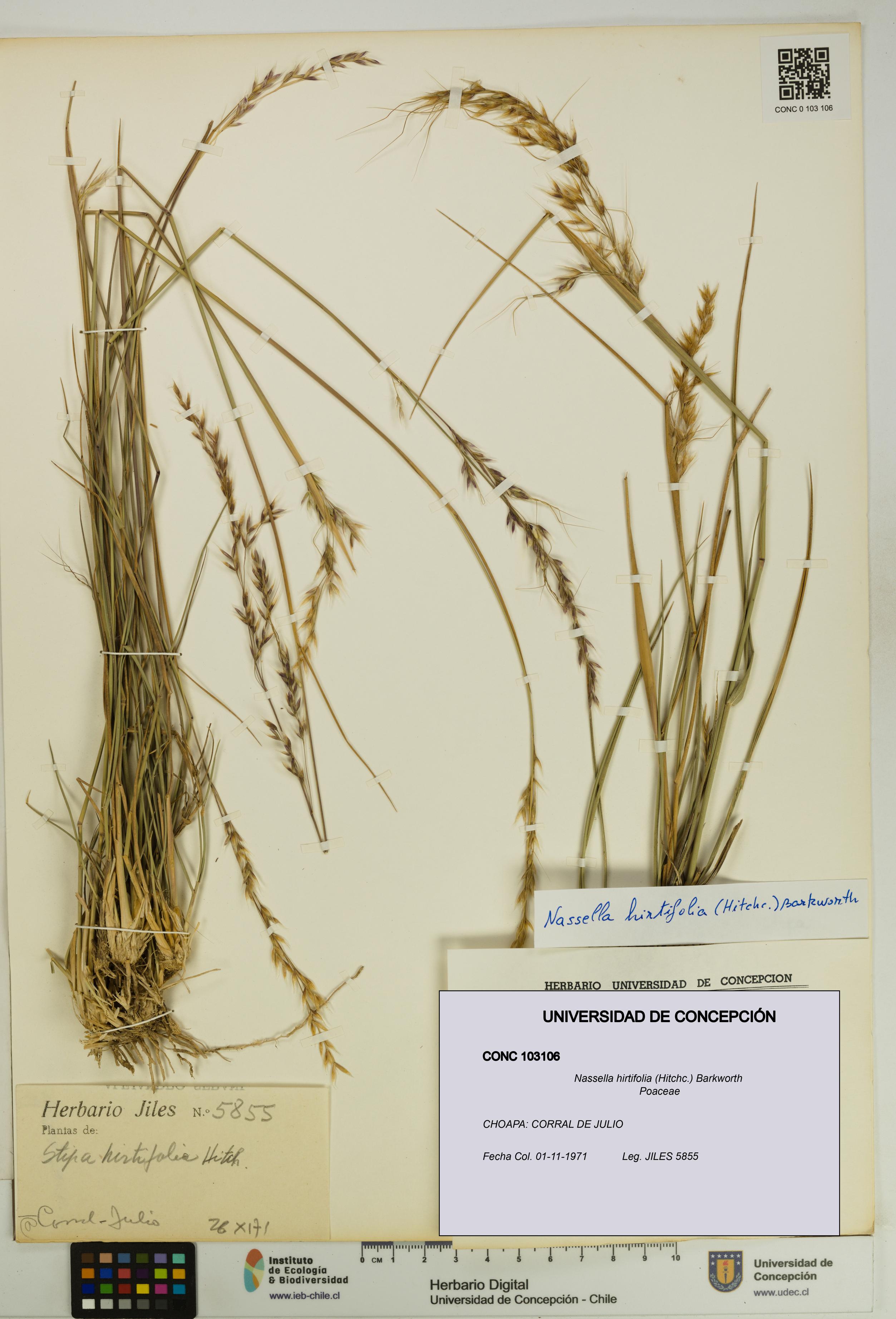 Nassella hirtifolia [Espécimen: UDEC:CONC:0103106]
