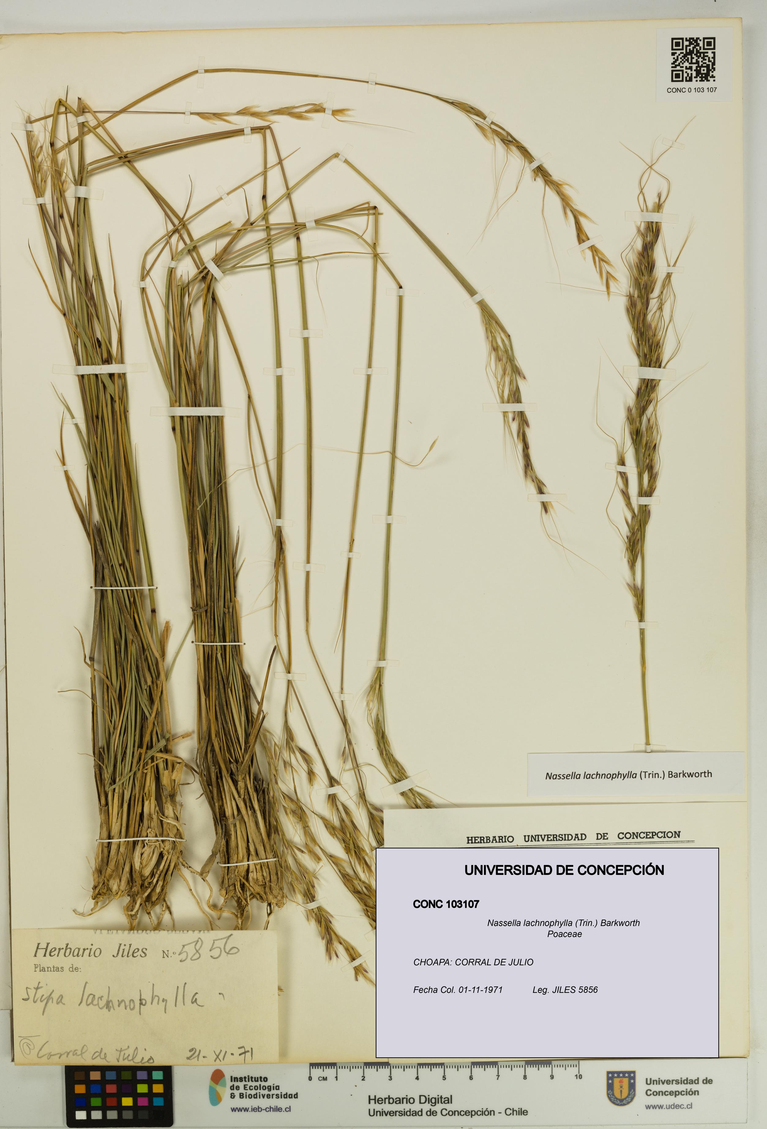 Nassella lachnophylla [Espécimen: UDEC:CONC:0103107]