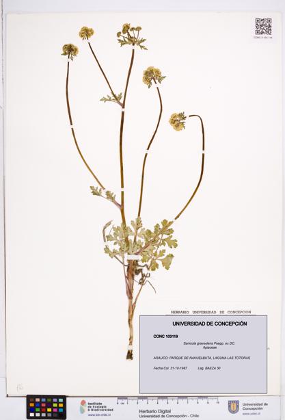 Sanicula graveolens [Espécimen: ]