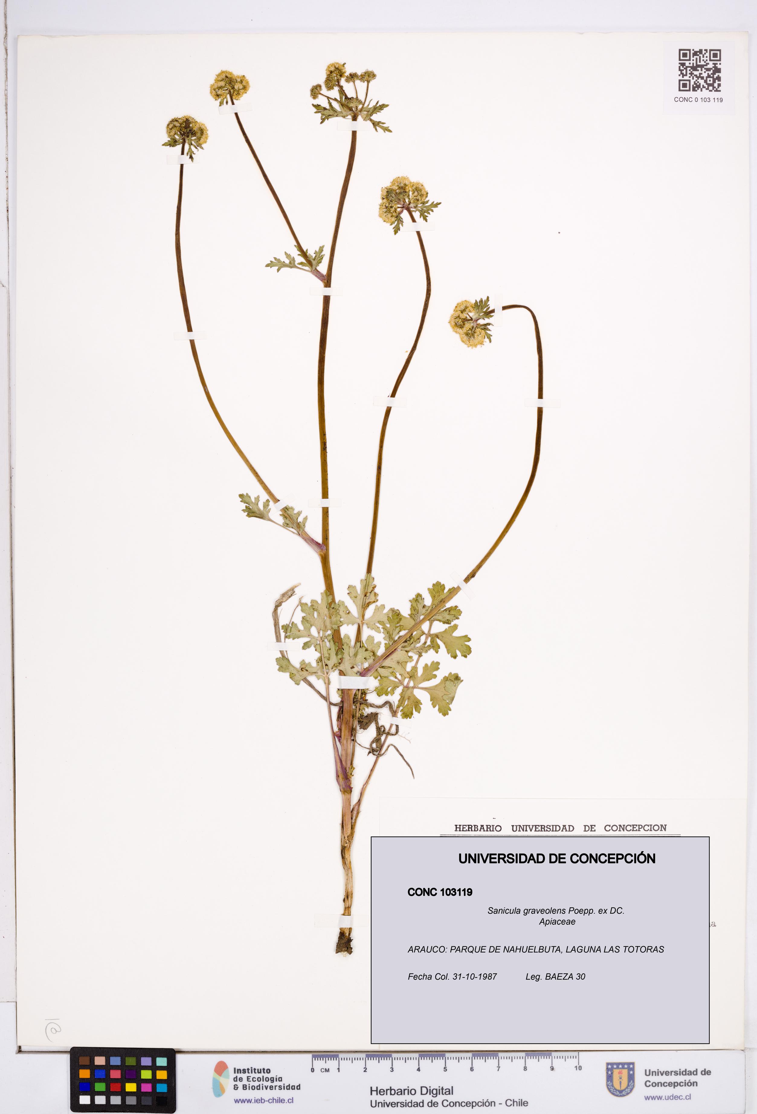 Sanicula graveolens [Espécimen: ]