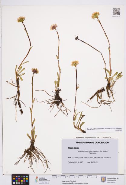 Symphyotrichum vahlii [Espécimen: ]