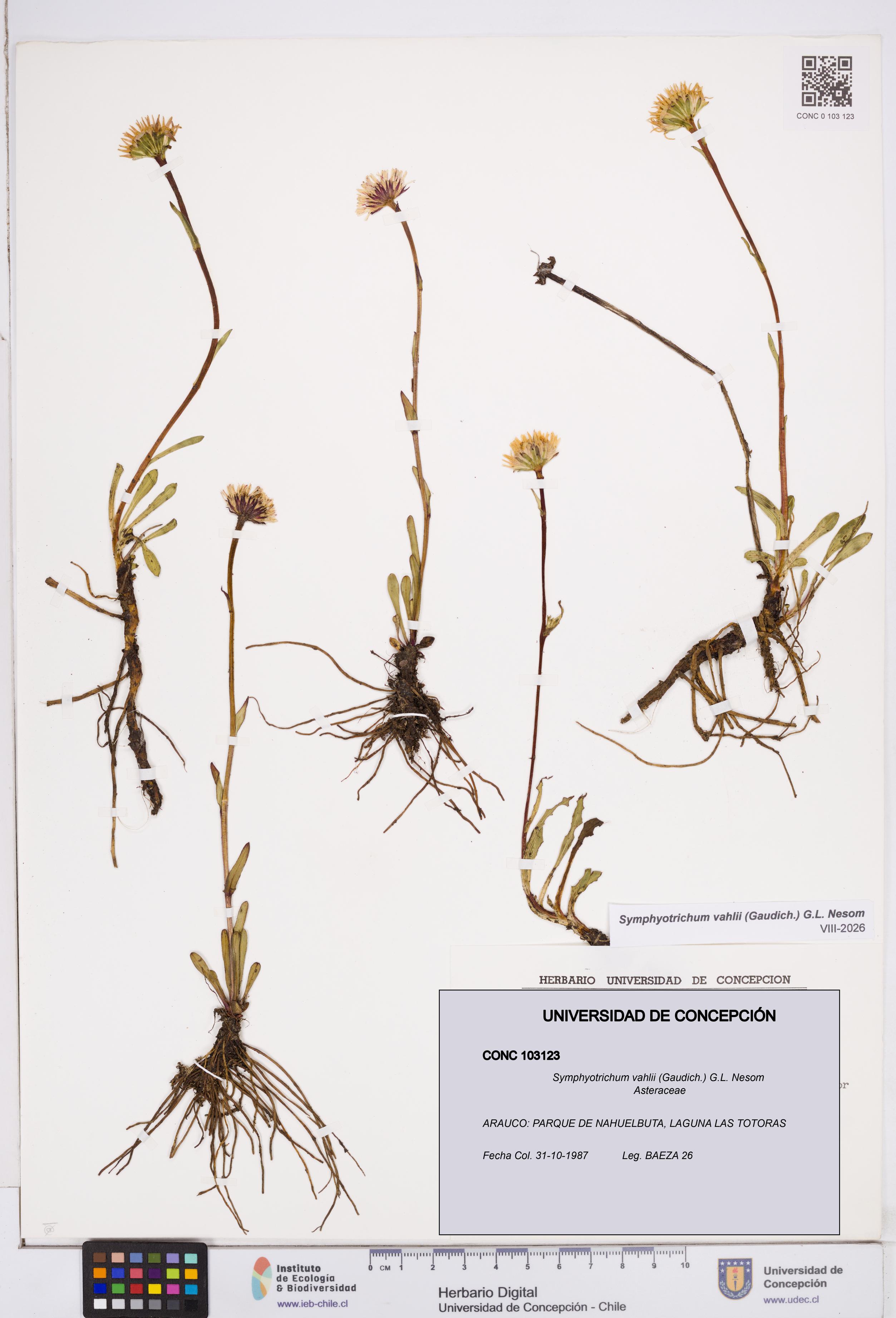 Symphyotrichum vahlii [Espécimen: ]