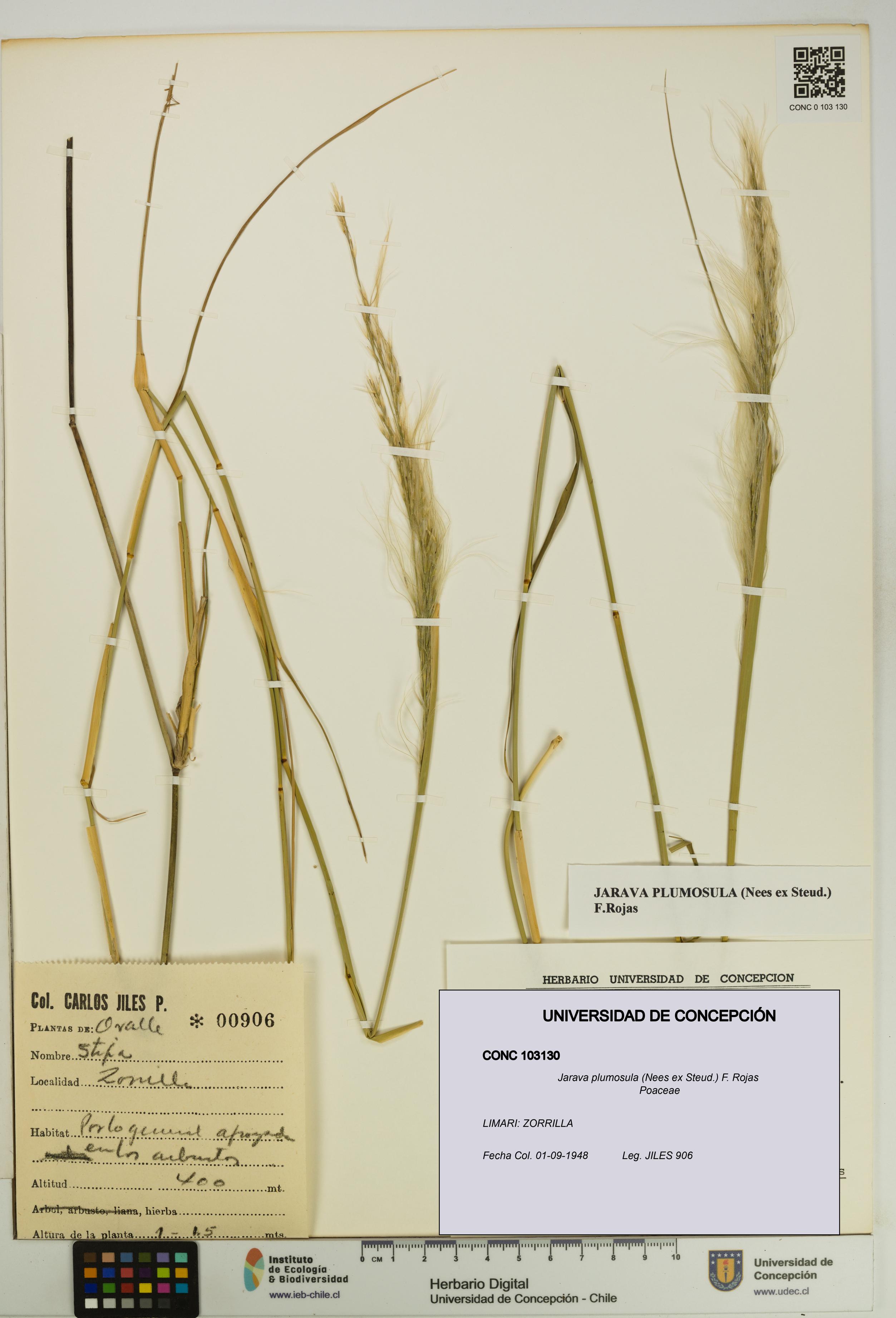 Jarava plumosula [Espécimen: UDEC:CONC:0103130]