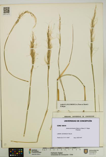 Jarava plumosula [Espécimen: UDEC:CONC:0103131]