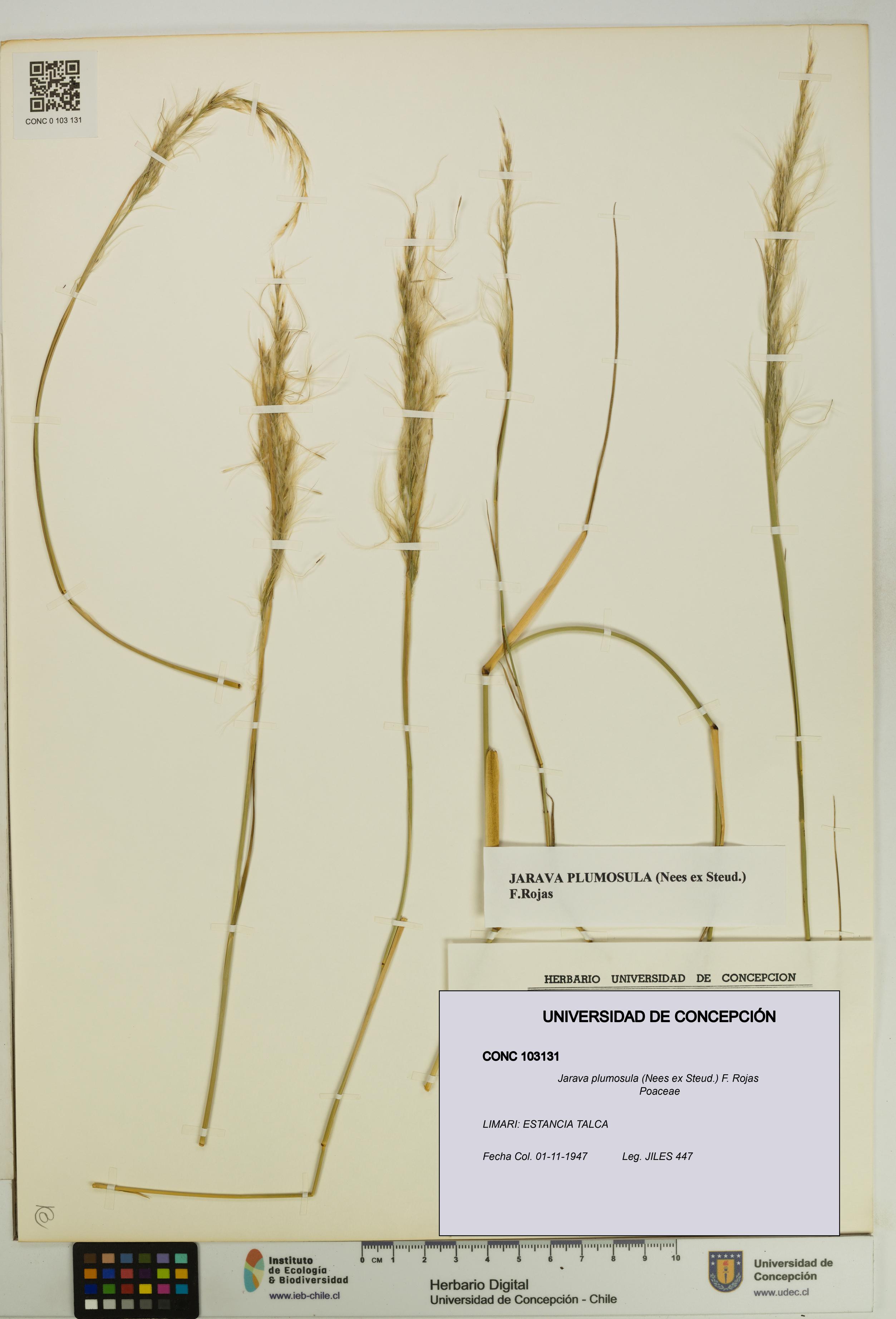 Jarava plumosula [Espécimen: UDEC:CONC:0103131]