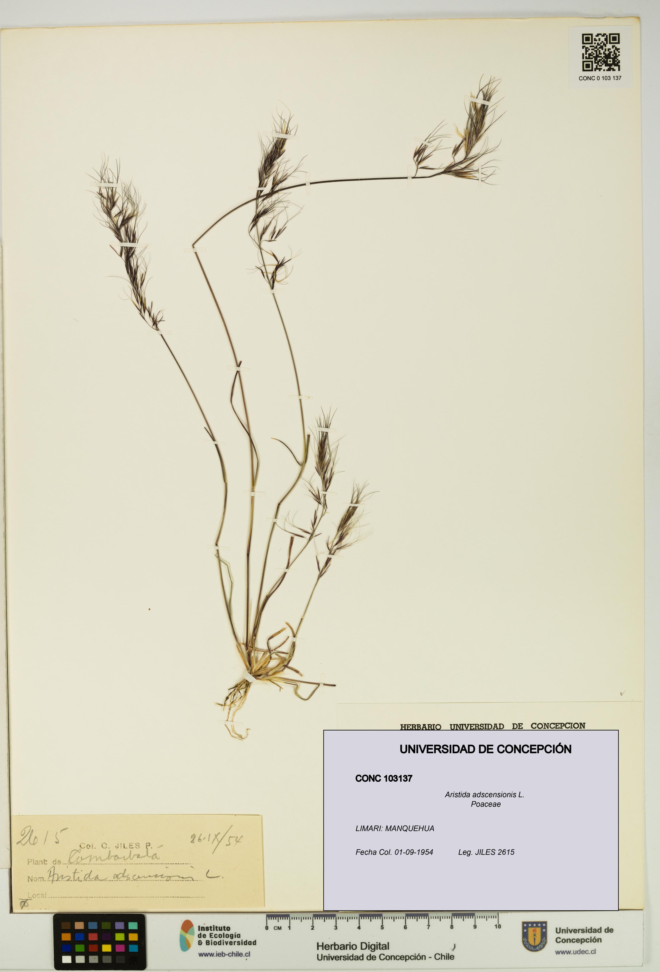Aristida adscensionis [Espécimen: UDEC:CONC:0103137]