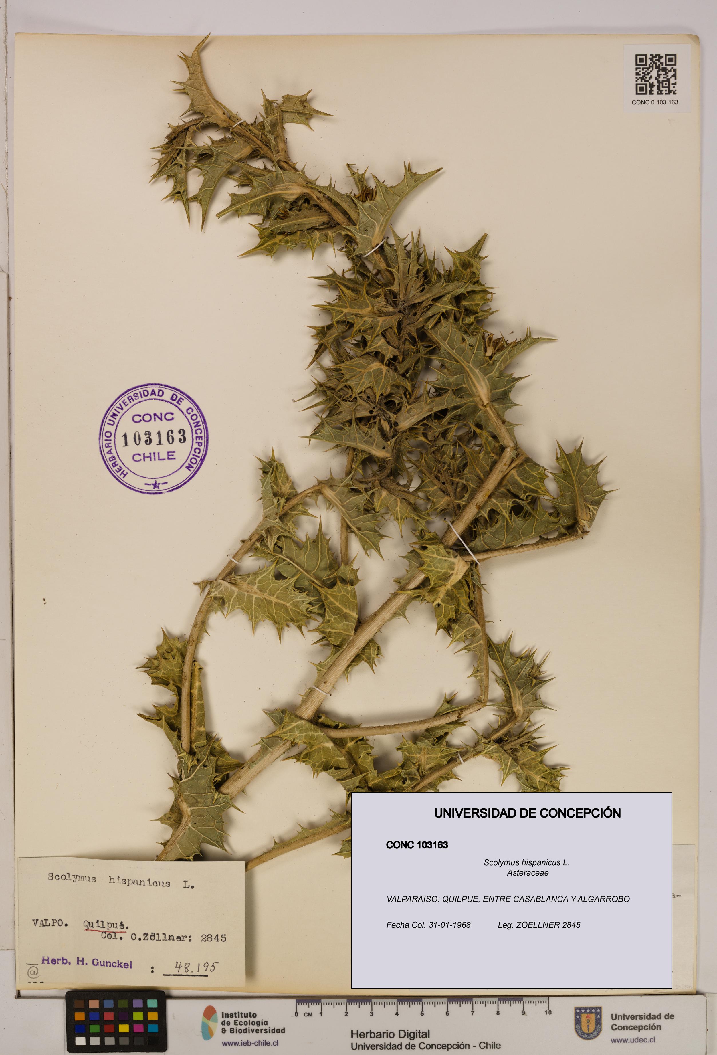 Scolymus hispanicus [Espécimen: ]