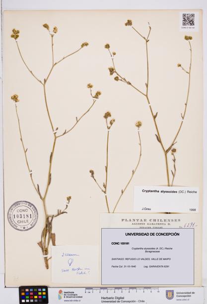 Cryptantha alyssoides [Espécimen: ]