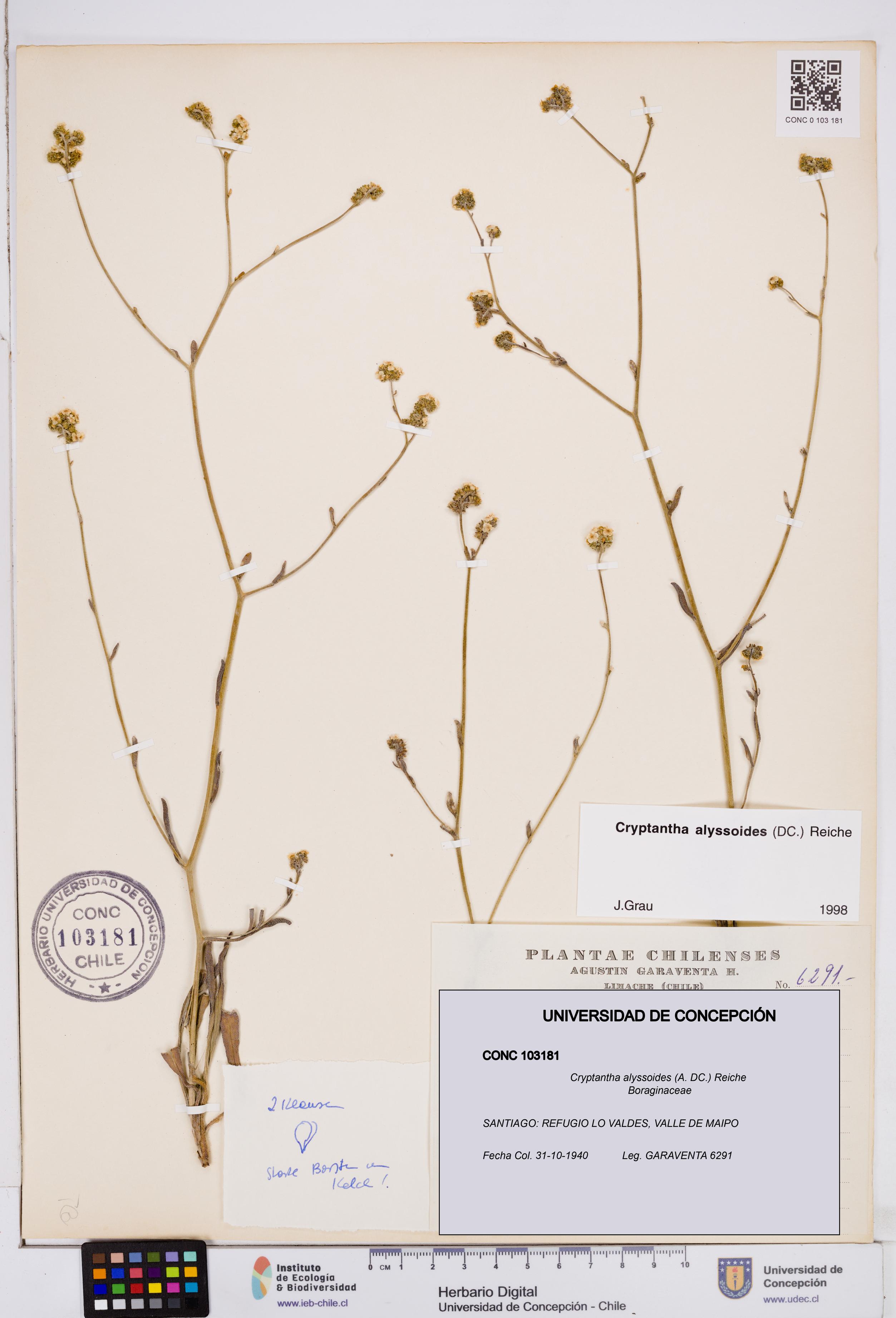 Cryptantha alyssoides [Espécimen: ]