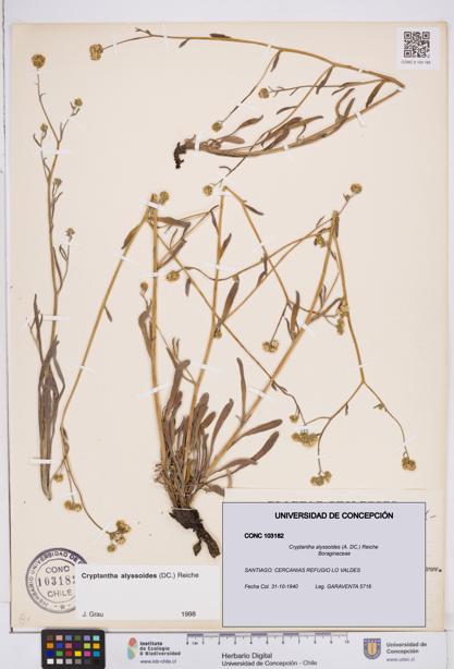 Cryptantha alyssoides [Espécimen: ]