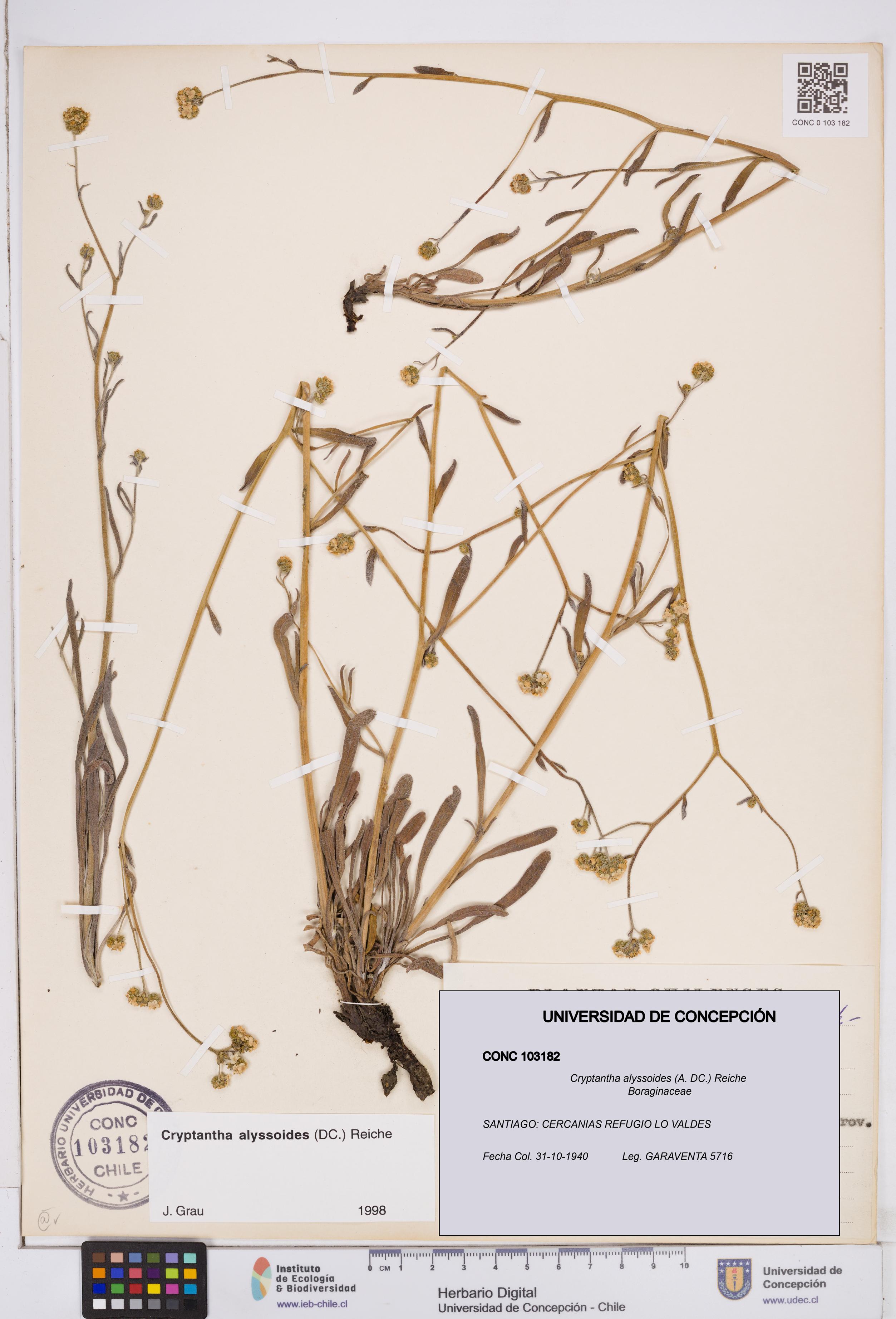 Cryptantha alyssoides [Espécimen: ]
