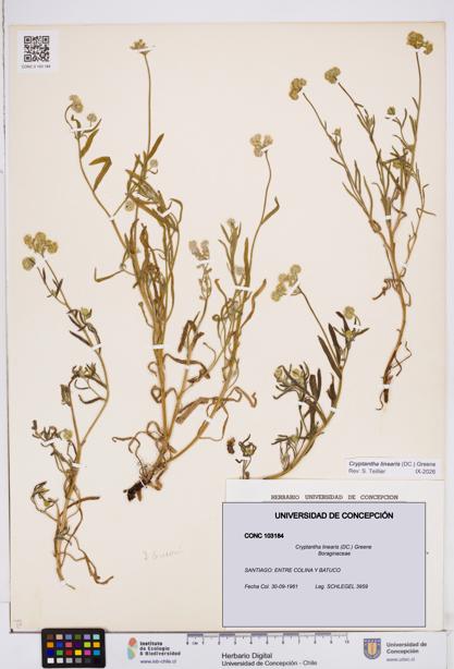 Cryptantha linearis [Espécimen: ]