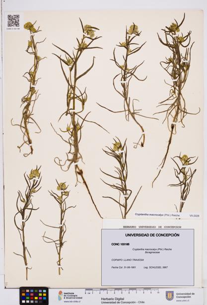 Cryptantha macrocalyx [Espécimen: ]
