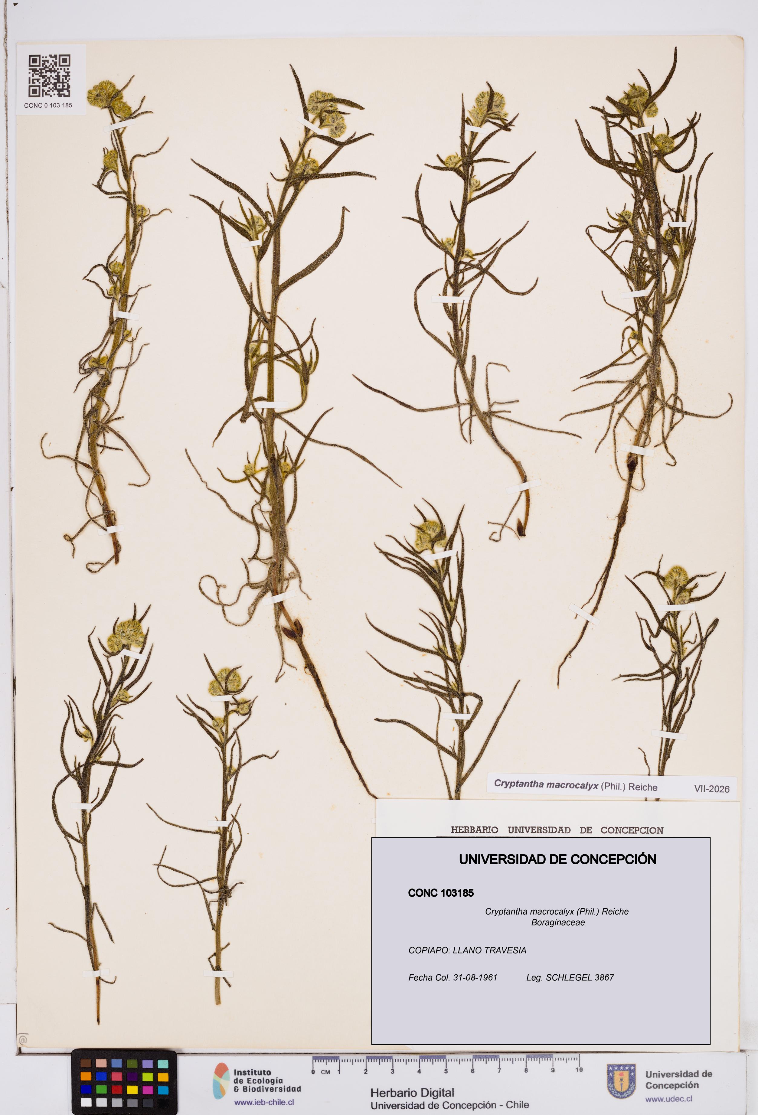 Cryptantha macrocalyx [Espécimen: ]