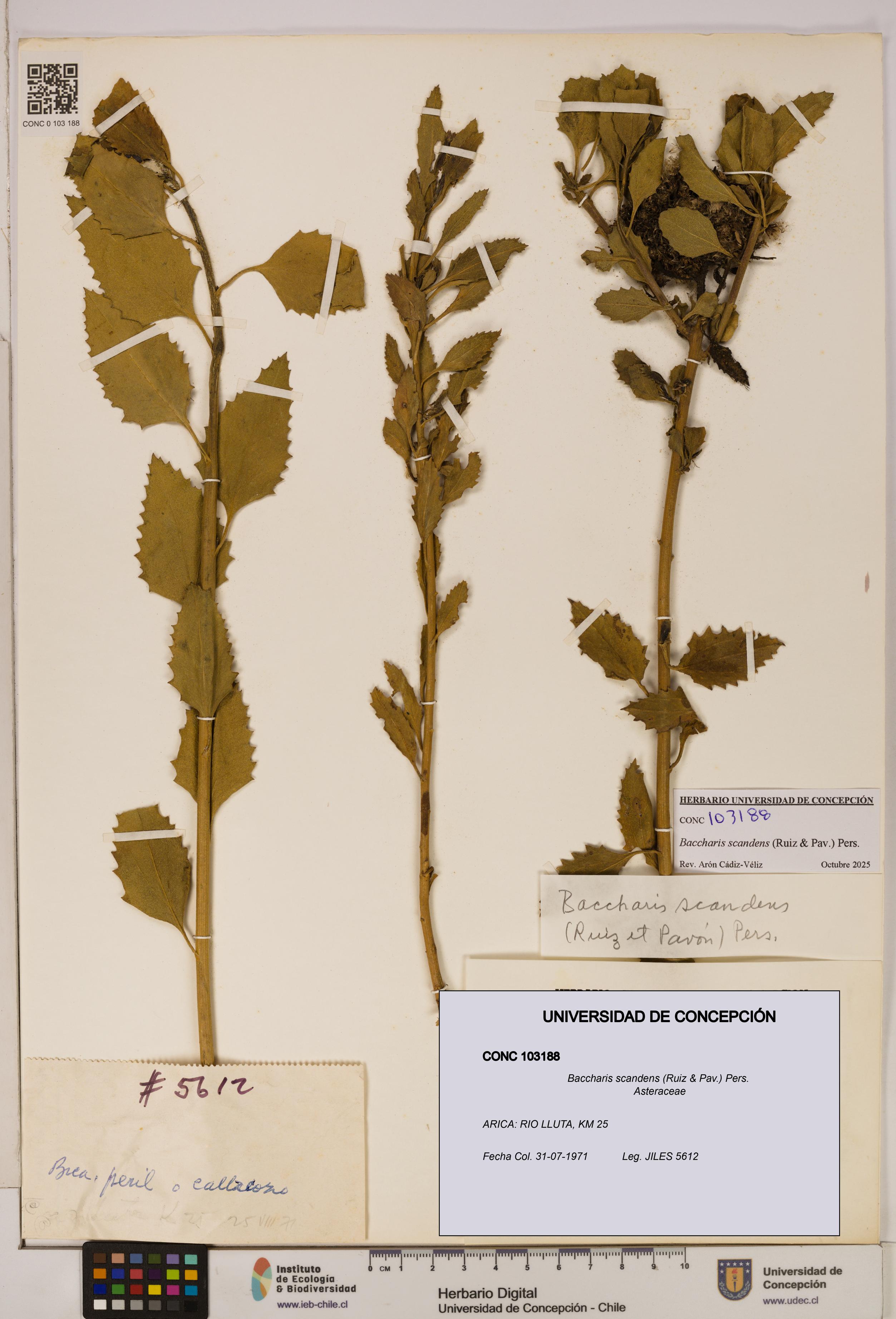 Baccharis scandens [Espécimen: UDEC:CONC:0103188]