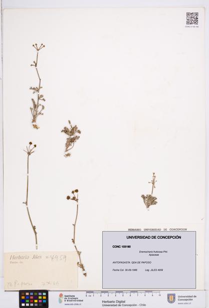 Eremocharis fruticosa [Espécimen: ]