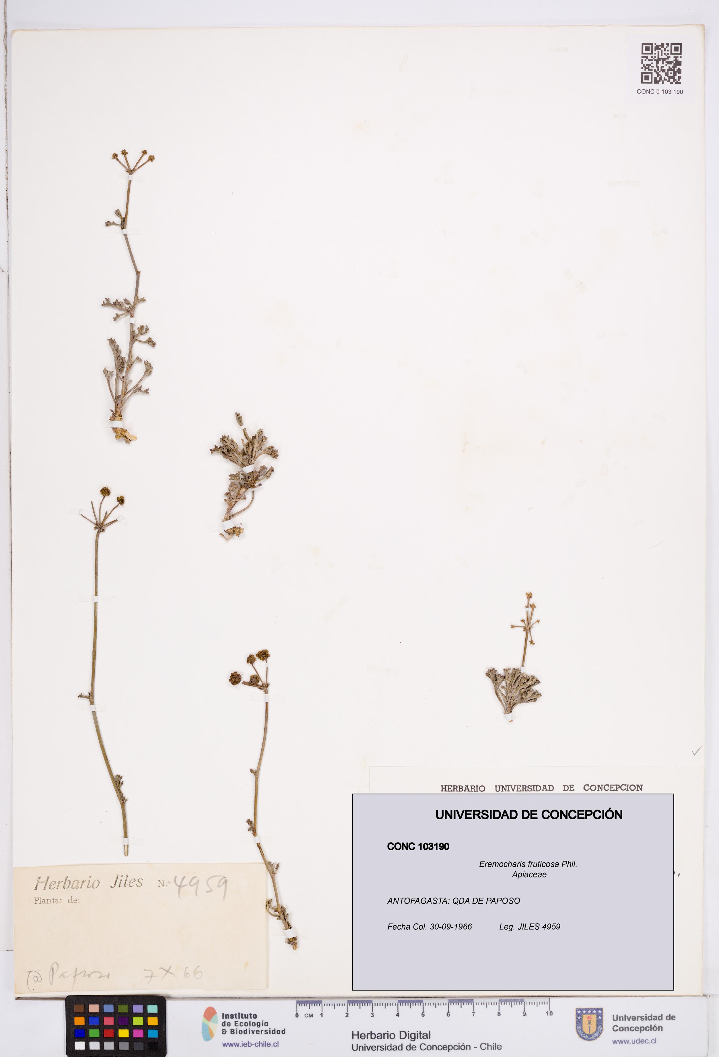 Eremocharis fruticosa [Espécimen: ]