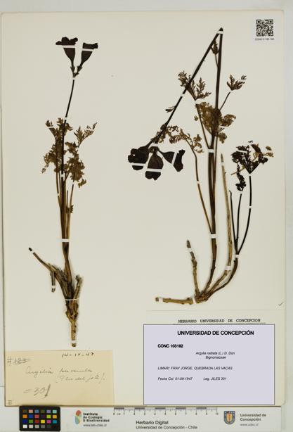 Argylia radiata [Espécimen: UDEC:CONC:0103192]
