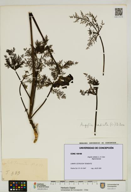 Argylia radiata [Espécimen: UDEC:CONC:0103193]