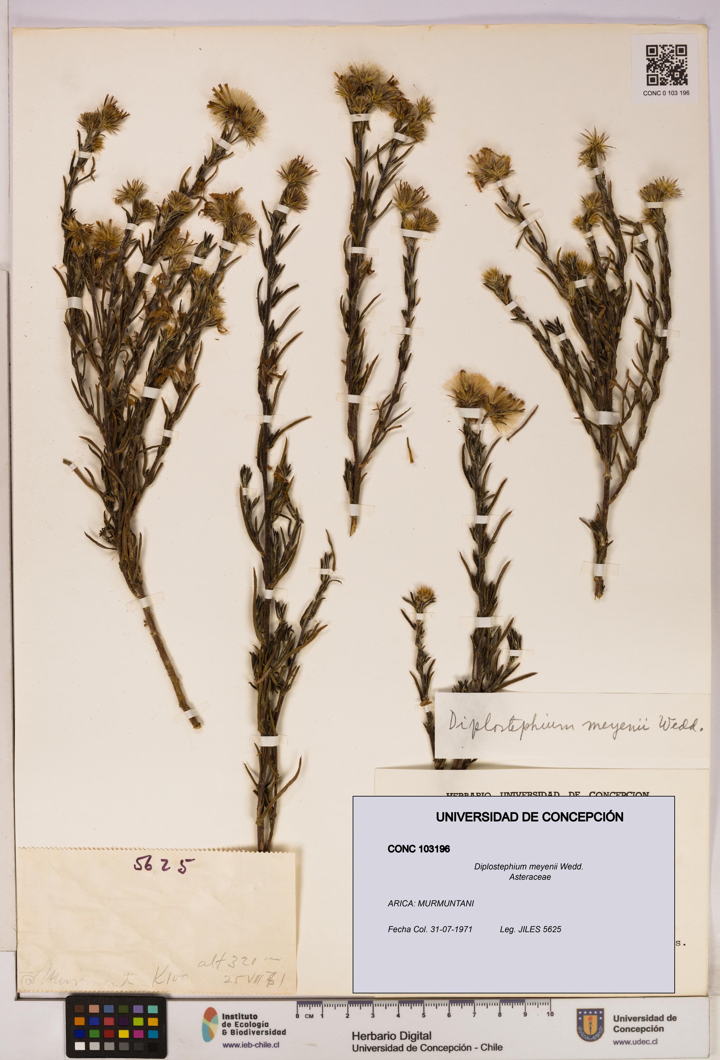 Diplostephium meyenii [Espécimen: UDEC:CONC:0103196]