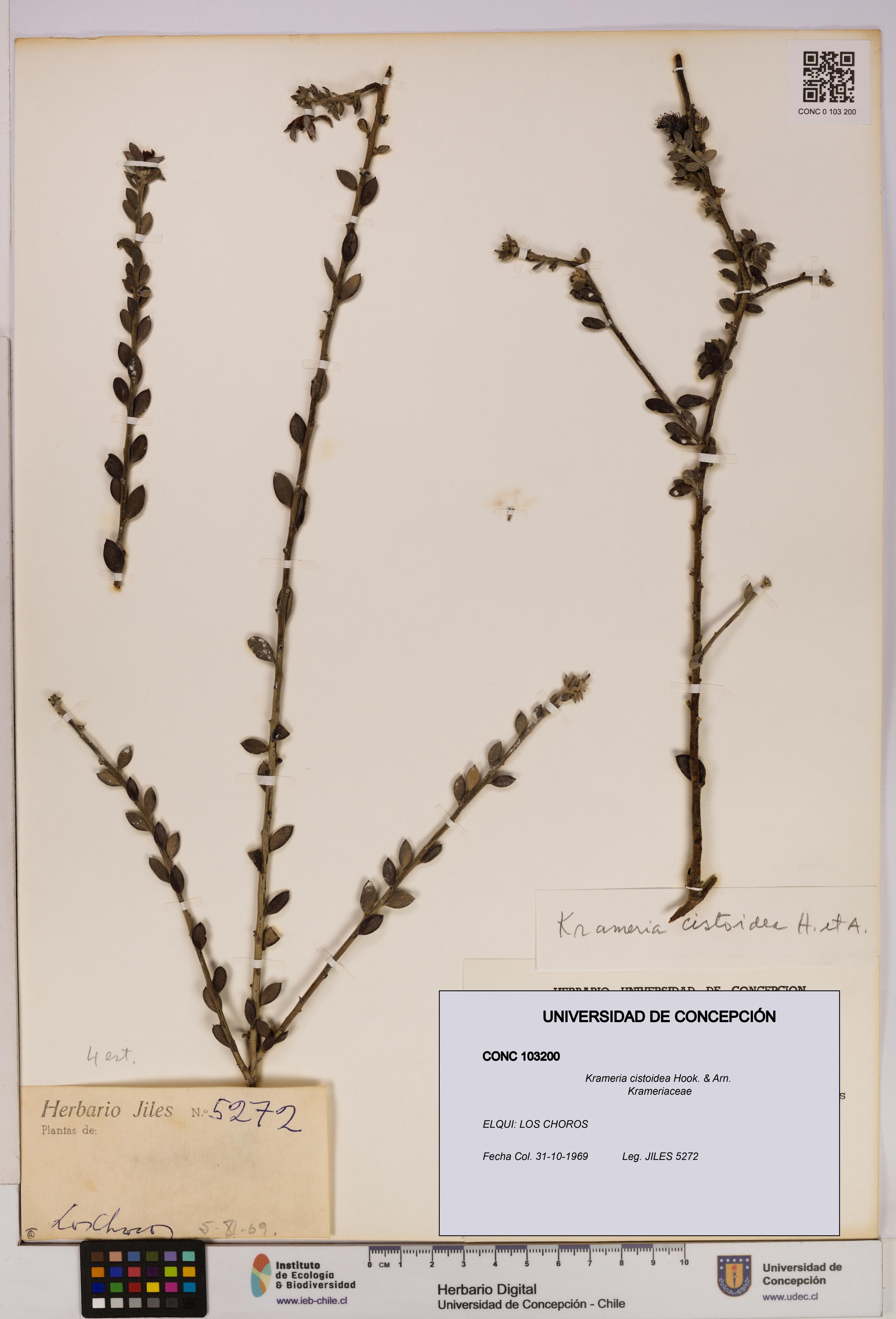 Krameria cistoidea [Espécimen: UDEC:CONC:0103200]