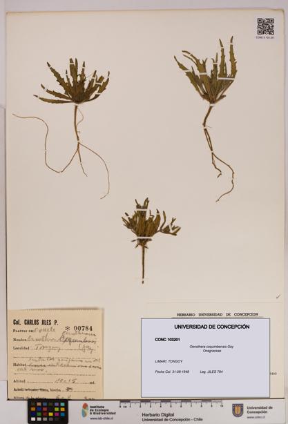 Oenothera coquimbensis [Espécimen: UDEC:CONC:0103201]